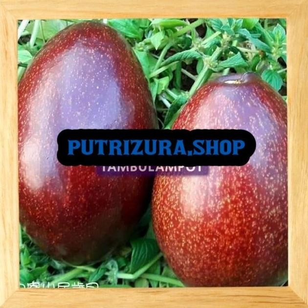 Bibit Tanaman Buah alpukat red Vietnam Okulasi Stek Cangkok Unggul yang cepat berbuah