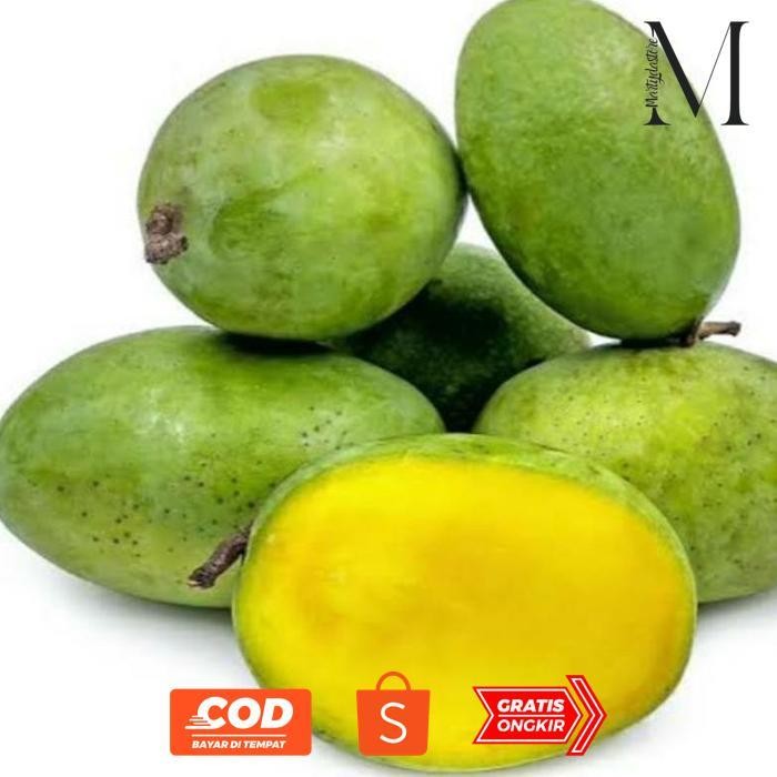 fn-56 fx-76 Bibit Mangga kweni unggul Terlaris Berkualitas