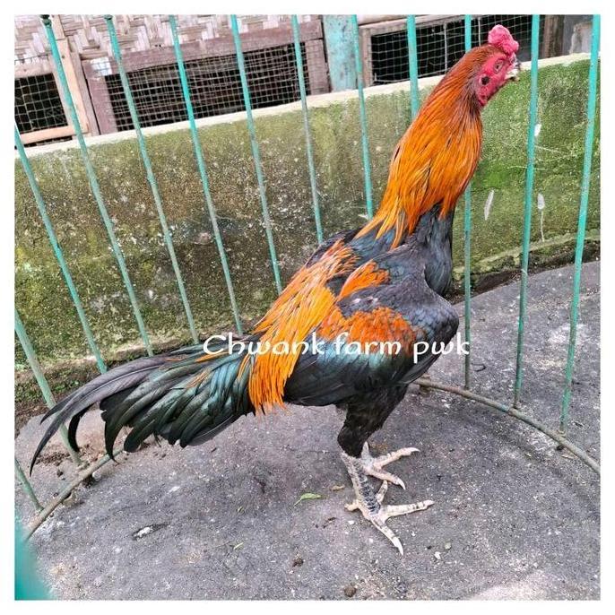 Ayam muda siap rawat trah khoytrad import