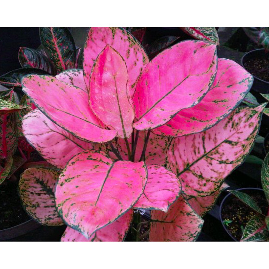 aglonema ruby / tanaman hias aglonema ruby / aglaonema ruby pink