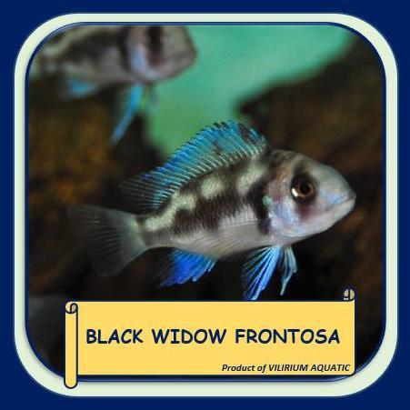 IKAN HIAS AIR TAWAR - BLACK WIDOW FRONTOSA CICHLID