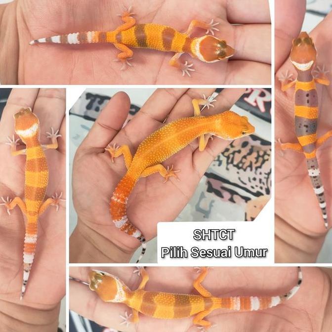 Deepanim- Leopard Gecko Shtct Baby - Indukan, Pilih Sesuai Umur