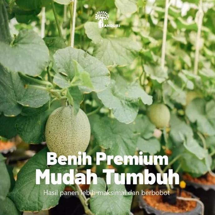 TANDURI - Benih Bibit Biji Super Buah Melon Biji Buah Buahan Benih Biji Buah Melon Benih Buah Melon 
