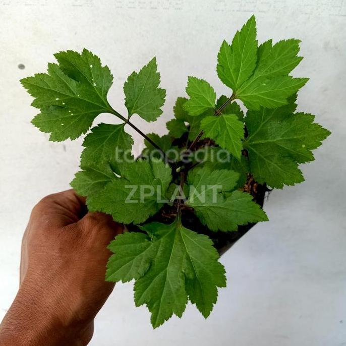 Promo Zplant Bibit Purwaceng Purwoceng Antanan Gunung Tanaman Rimbun Tinggi 15Cm Siap Tumbuh Dalam P