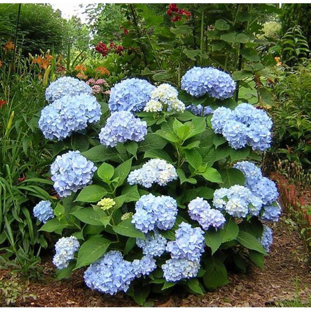 Bibit Benih Biji Bunga Hydrangea Blue - Benih Pohon Bunga Hydrangea Blue - Bunga Hydrangea Biru -COD