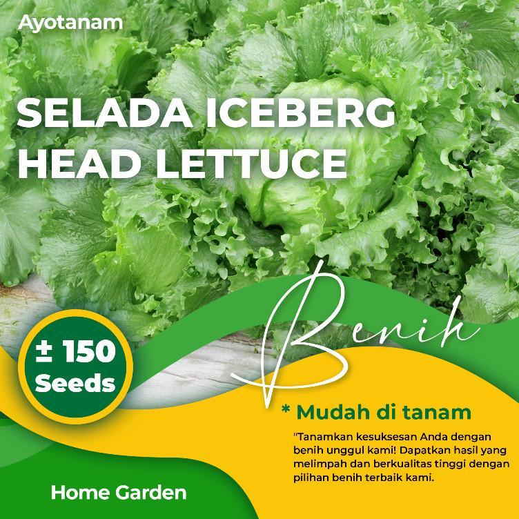 AYOTANAM Benih Selada Iceberg Head Lettuce 150 Benih