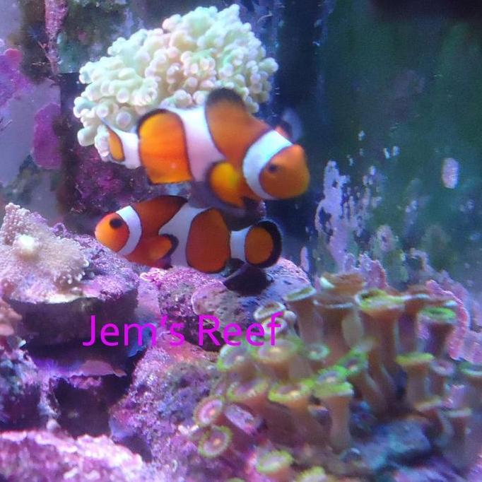 IKAN AIR LAUT NEMO / IKAN BADUT (CLOWNFISH) - M