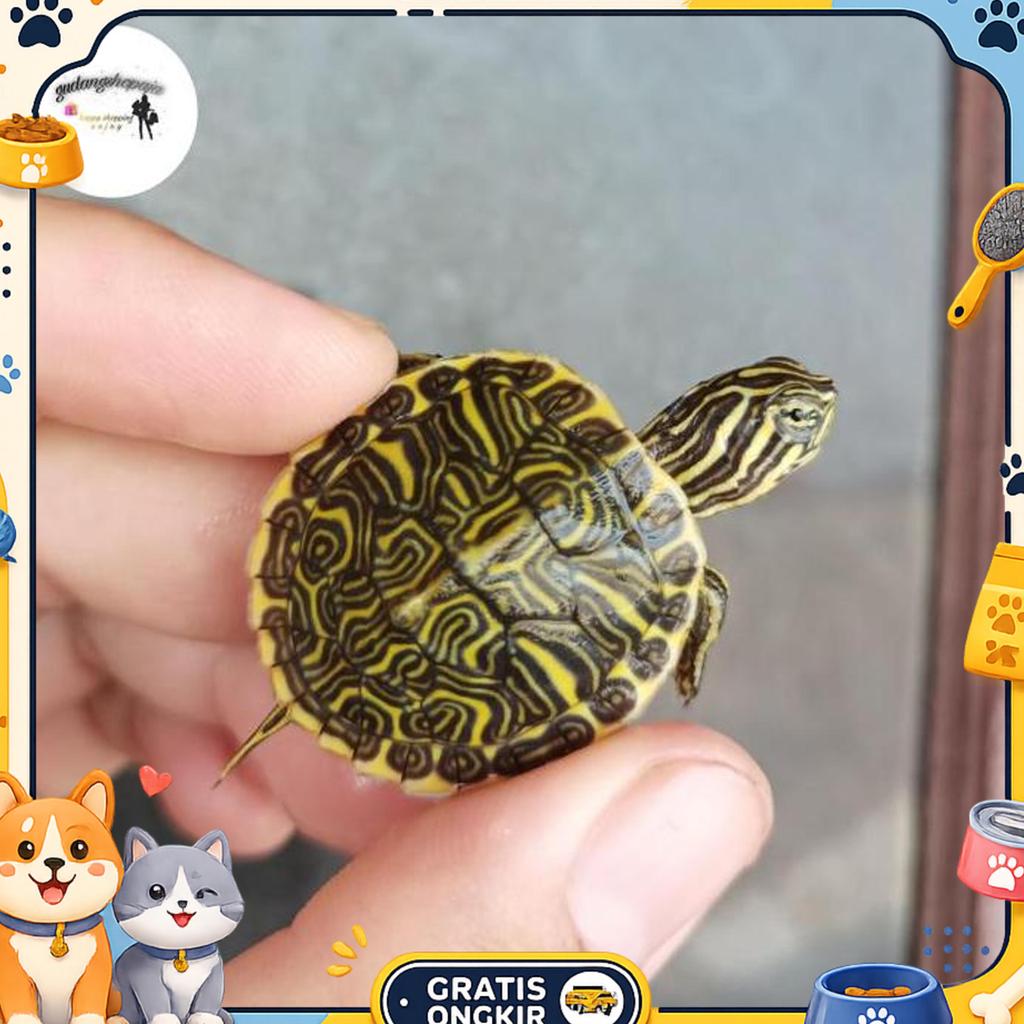 Hiasan Asli Kura Peninsula Cooter