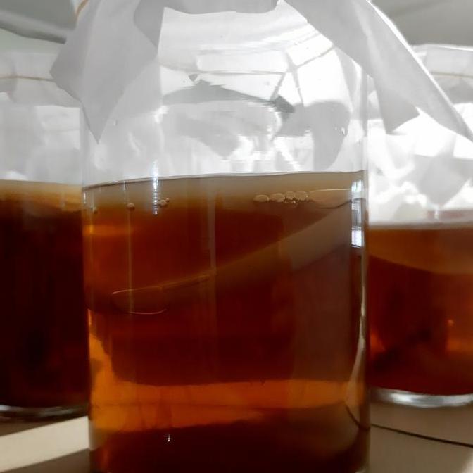 Fresh- Scoby Kombucha