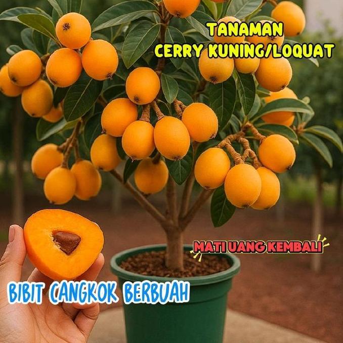 tanaman buah loquat cangkok sudah berbuah HALAL