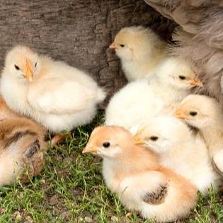VITACHICKS VITACHICK 5 GRAM VITAMIN ANAK AYAM
