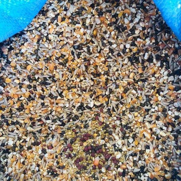 JAGUNG CAMPUR 1 KARUNG 25 KG - JAGUNG CAMPUR KARUNGAN