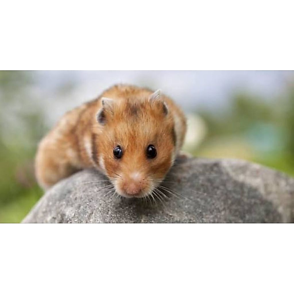 Hamster Syrian indukan