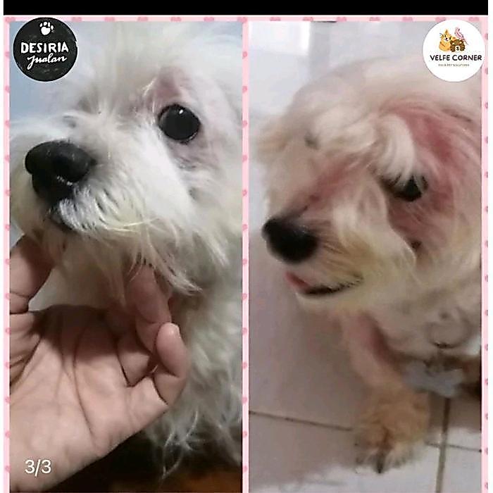 SHAMPO ANTI JAMUR Shampo Anak Kosan anti Jamur Ampuh Kucing Anjing / Scabies / Demodex / Gatal2 /