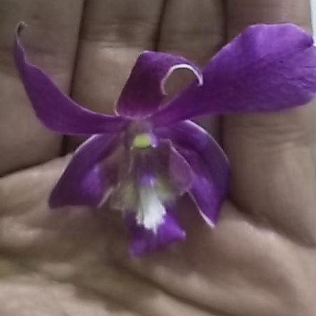 Keiki Anggrek Jadulan