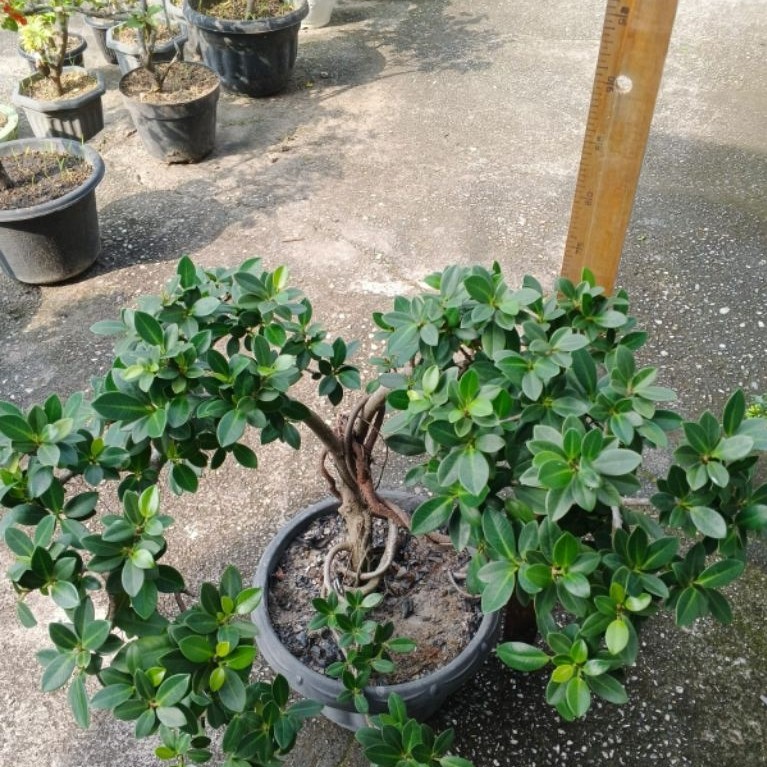BONSAI FICUS COREANA / TANAMAN HIAS
