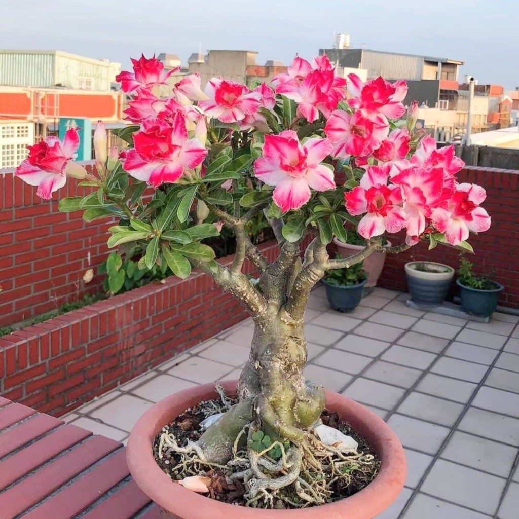 TANAMAN HIAS BUNGA ADENIUM TUMPUK || BUNGA ADENIUM TUMPUK