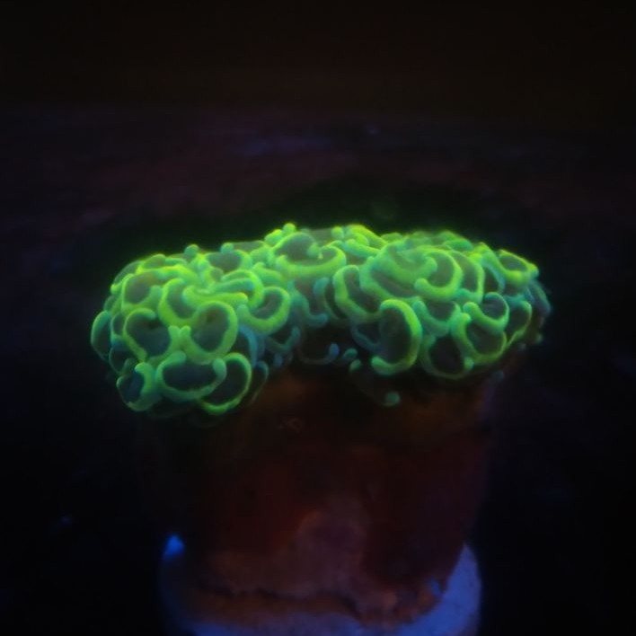 Siwalan Tip Kuning [FRAG] - Yellow Tip Hammer Coral