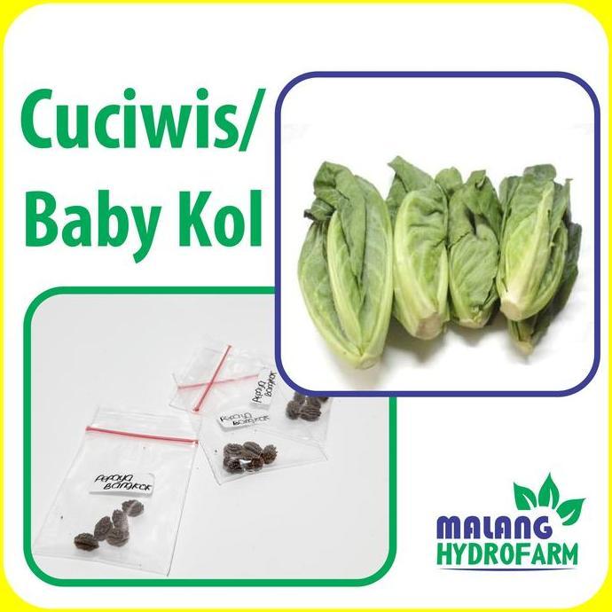 Benih Cuciwis / Baby Kol Unggulan Berkualitas Bayi Biji Bunga Kubis Bibit Hydroponik Hidroponik Sayu