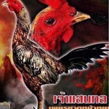 4 butir telur tetas ayam Pama Saenkhon