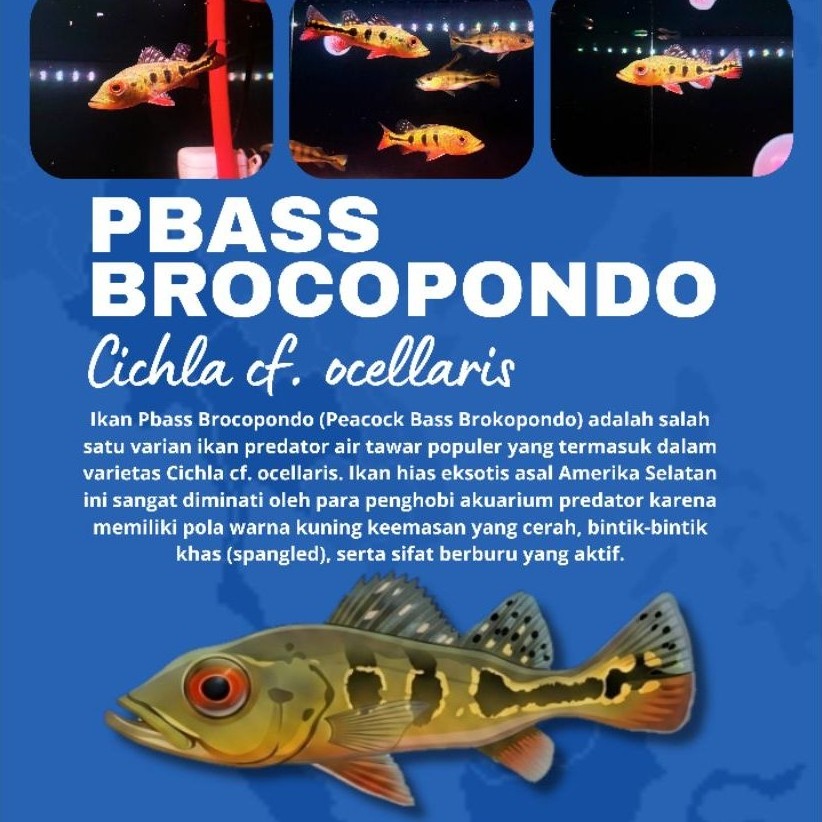 Cichla Cf. Ocellaris | Pbass Brocopondo
