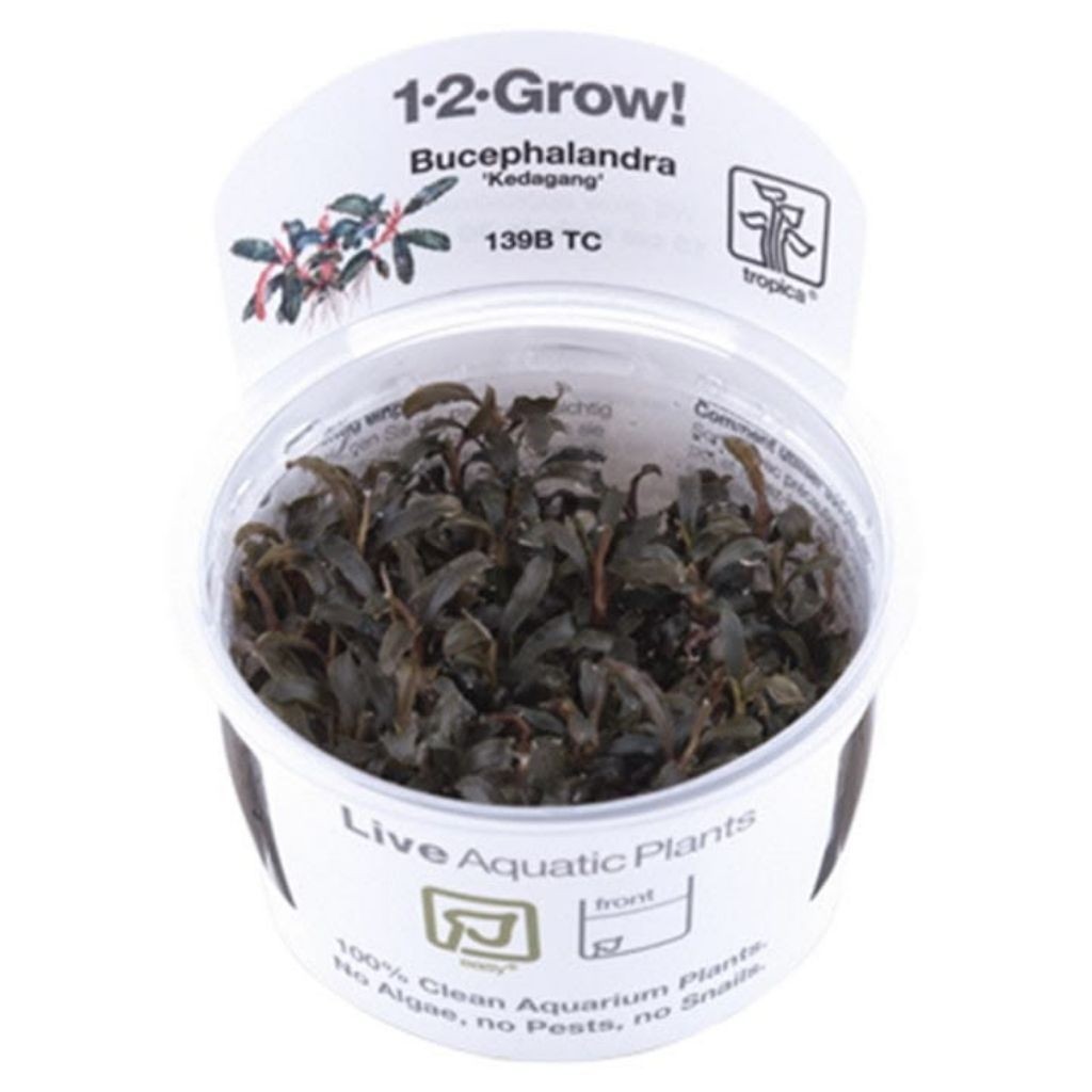 Bucephalandra Brownie Ghost – Tanaman Aquascape