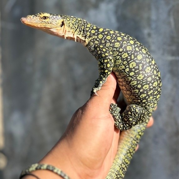 boneka mainan anak varanus colei