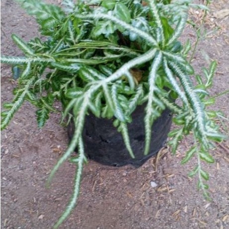 pakis silver pakis pteris