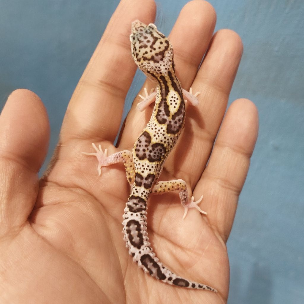 Mainan Leopard Gecko Mack Snow Eclipse