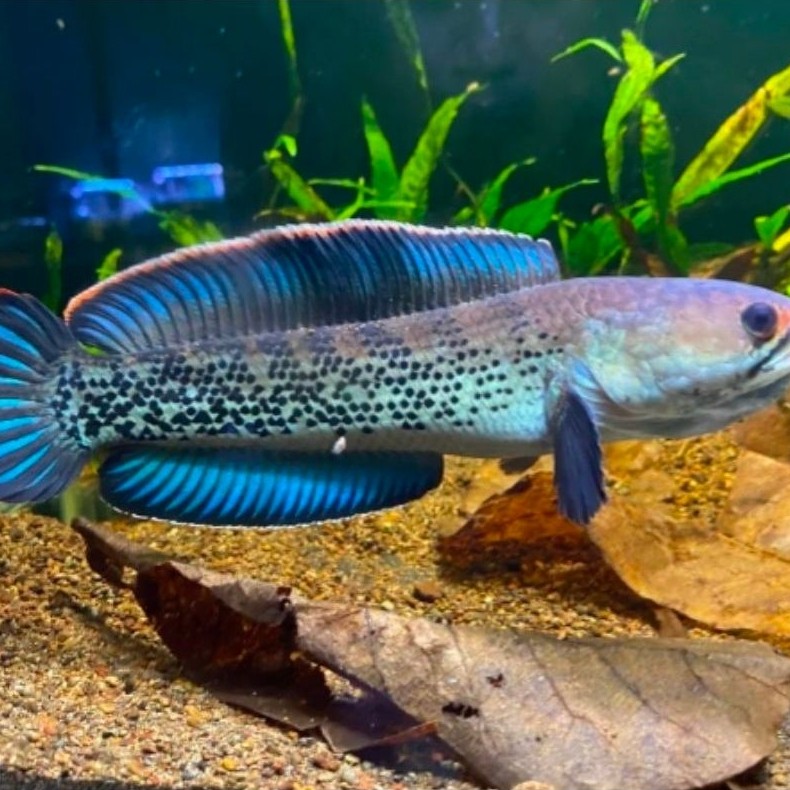 Chana stewarti / Barca KW - hiasan dekorasi aquarium