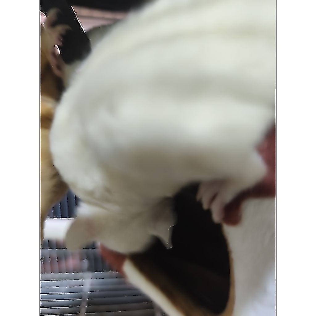 Sugar Glider Leucistic