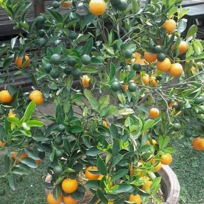 tanaman jeruk kip lemon cina berbuah tinggi 50-60cm + pot PAN