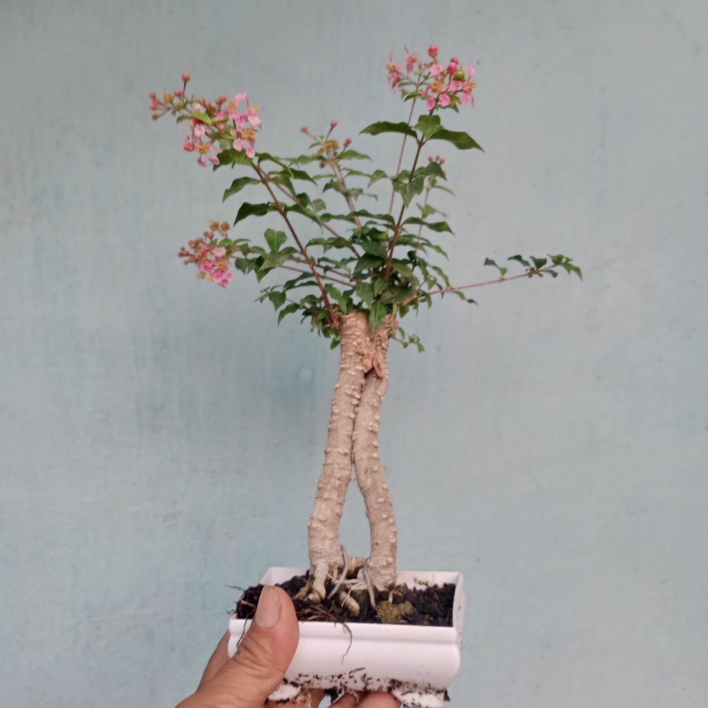 bahan bonsai sakura mikro