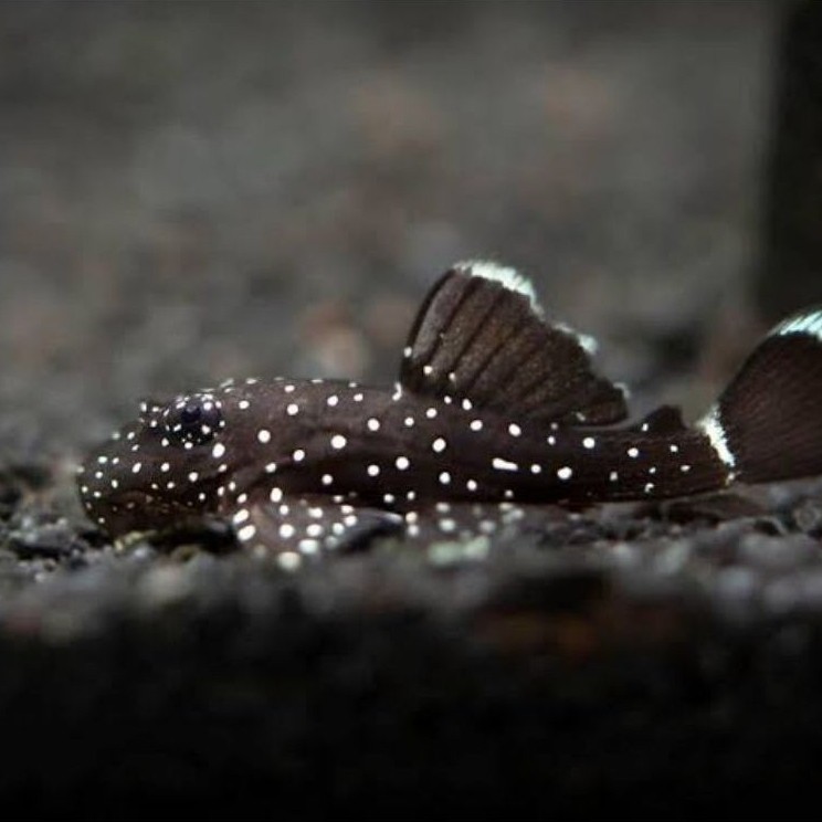 pleco L 183