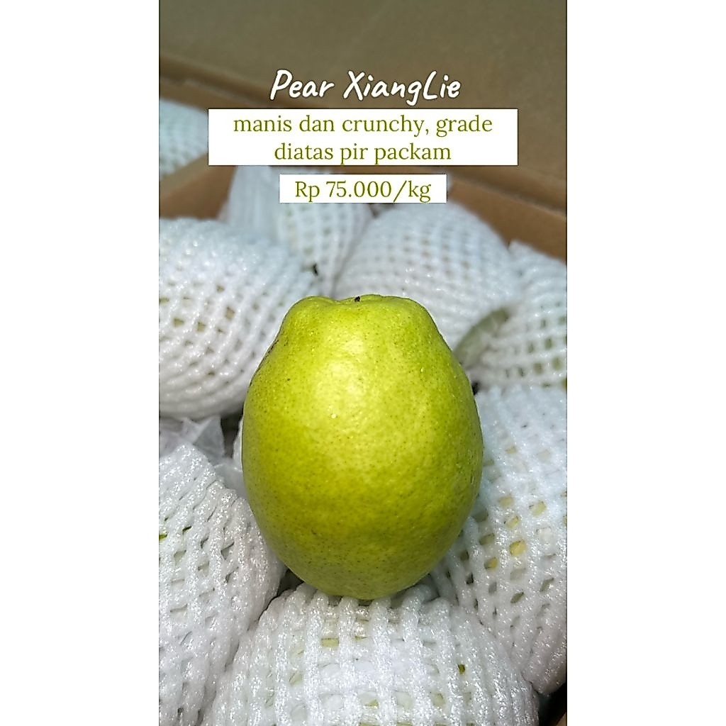 Pre Order Buah Premium Pasar Induk (PO Buah Premium Pasar Induk) - Pear Xianglie