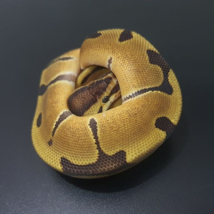 Ballpython Enchi het clown F