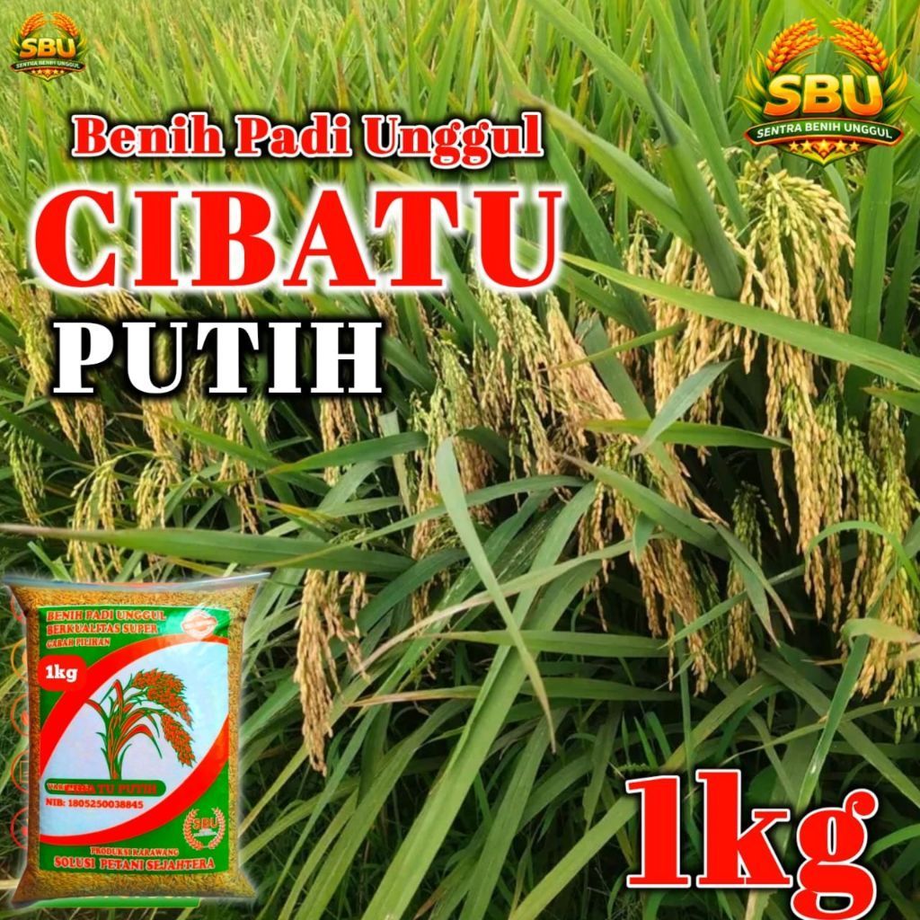 BENIH PADI CIBATU PUTIH ORIGINAL 1KG