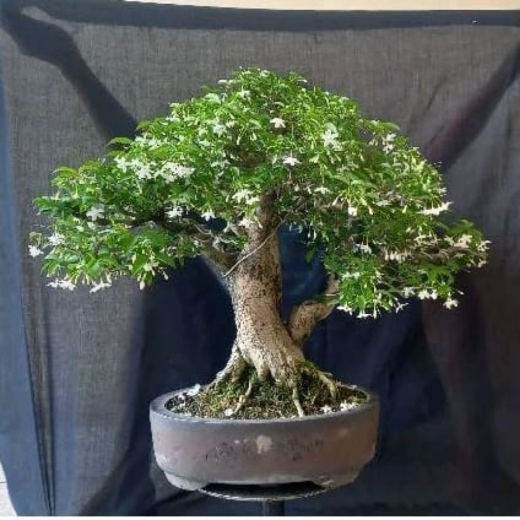 TANAMAN HIAS BIBIT BONSAI ANTING PUTRI SUDAH BERAKAR SIAP DI UKIR MENJADI BONSAI TERMURAH READY STOC