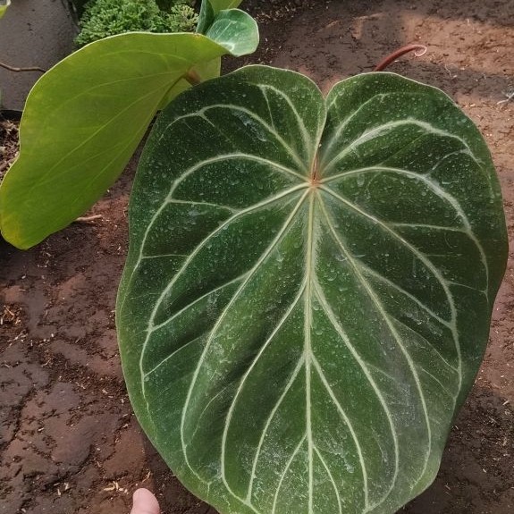 anthurium HU INDUK