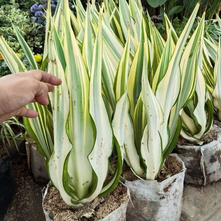 agave varigata putih / agave gigantea daun tebal jumbo