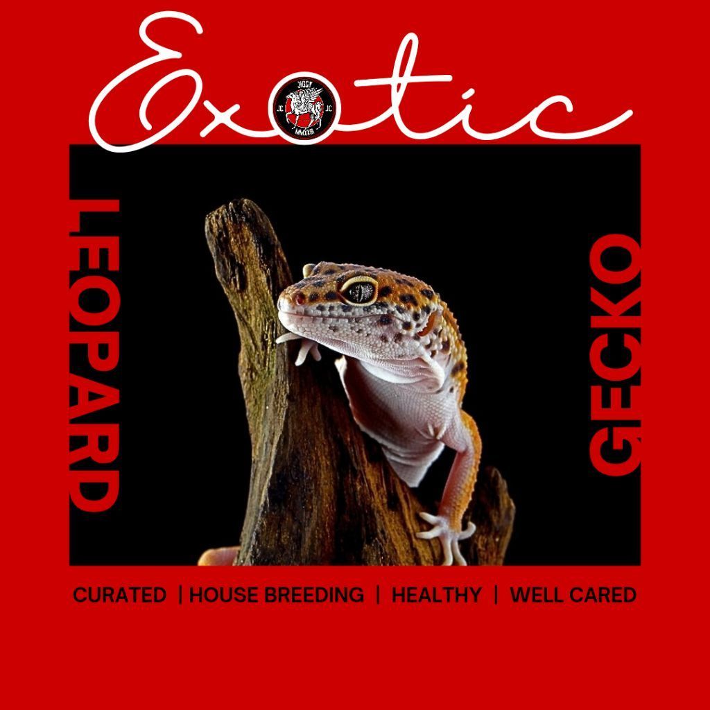 leopard gecko betina ovul | indukan (prooven)
