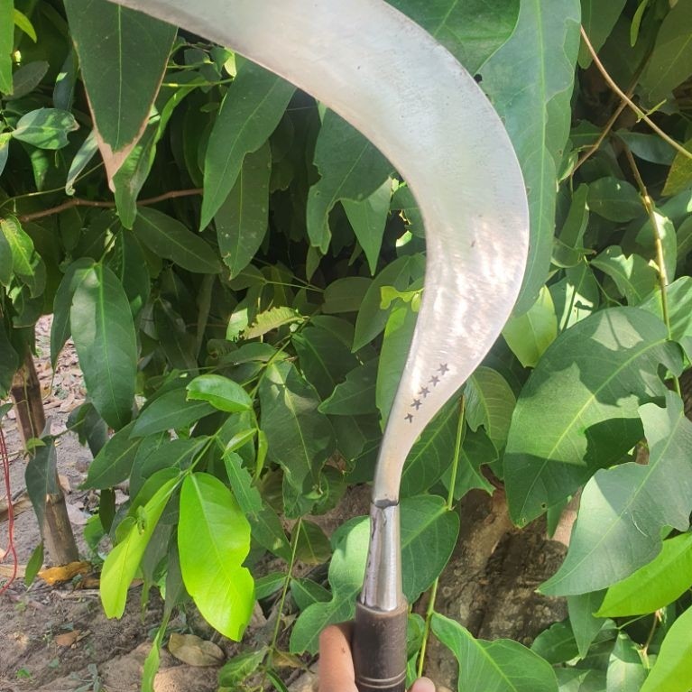 sabit rumput madura