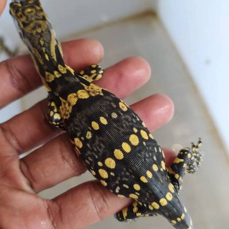 VARANUS SALVATOR JAWA