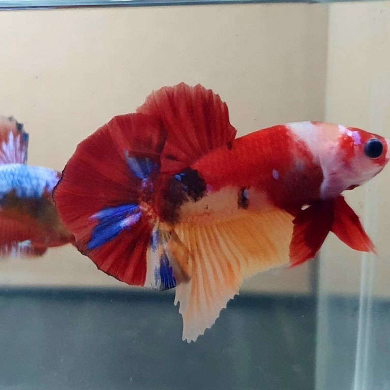 hmpk nemo red tiger realpict