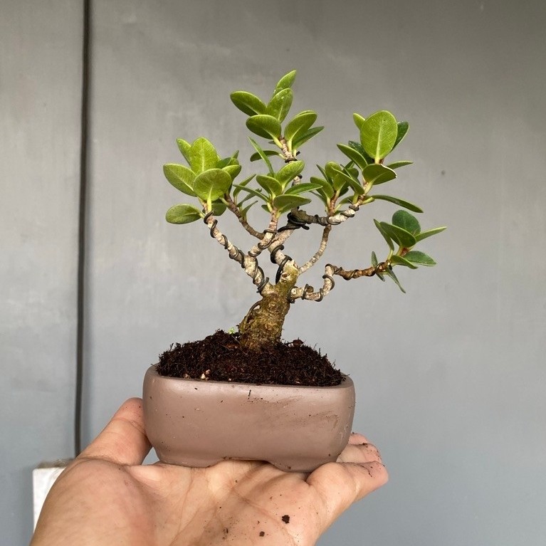 bonsai dollar