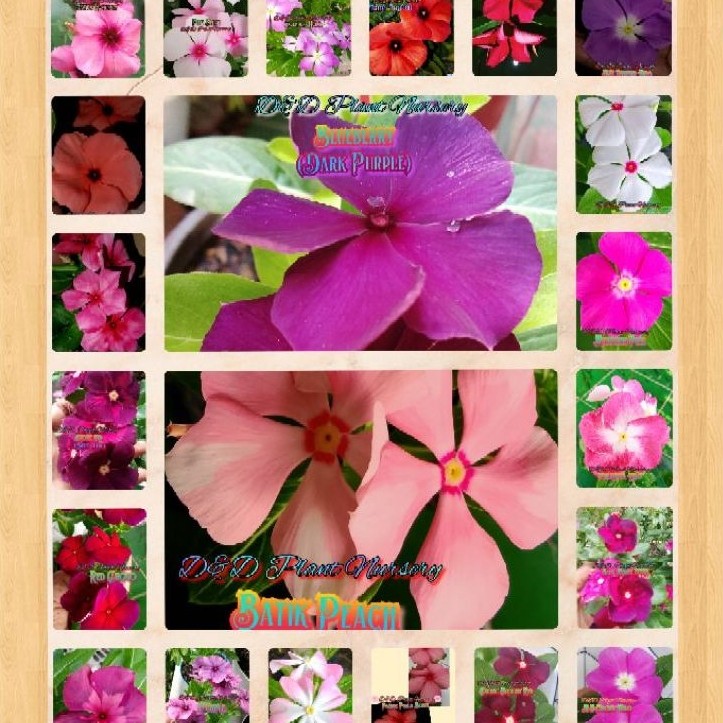 Vinca Seed_biji bunga vinca mix 22 warna