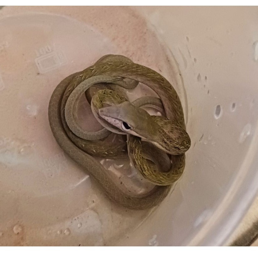Baby Pucuk / Anakan Ular Pucuk / Pakan Cobra
