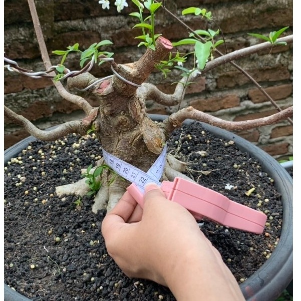 Bahan bonsai anting putri mame