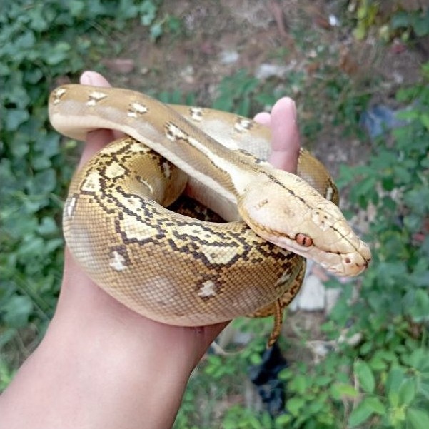Ular Retic Phantom (tidak berbisa)