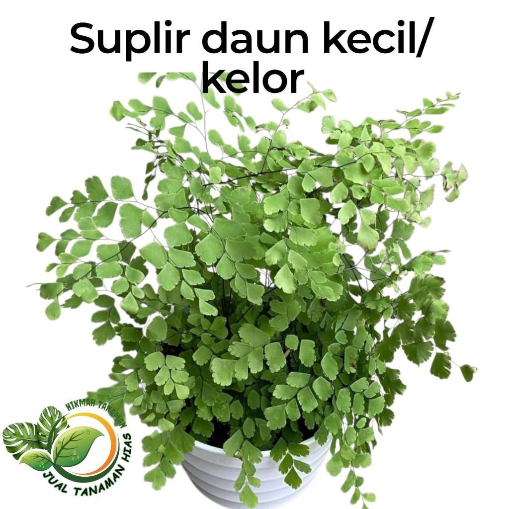 Tanaman suplir daun kecil pohon suplir daun kecil tanaman hias pot indoor supllir daun kecil